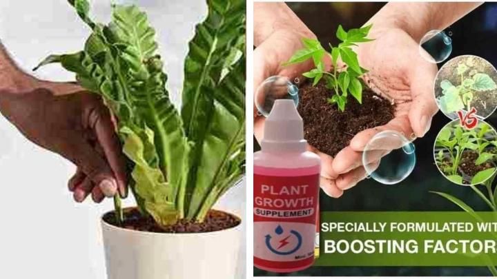 Combo of Plant Grow Fertilizer Sticks For Plants - 25 Stick Pack of 2 & Plant Growth Enhancer Supplement